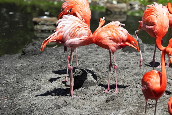 Lindos flamengos rosa . — Fotografia de Stock