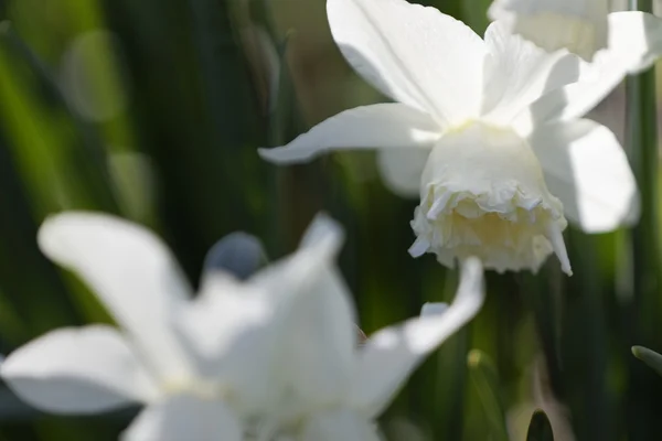 Beautiful garden flowers. — Stock Photo, Image