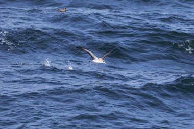 okyanus üzerinde uçan kuş