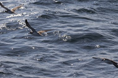 Deniz okyanus üzerinde uçan kuşları