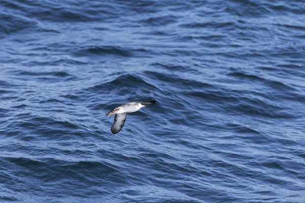 Fågel flygande över havet — Stockfoto