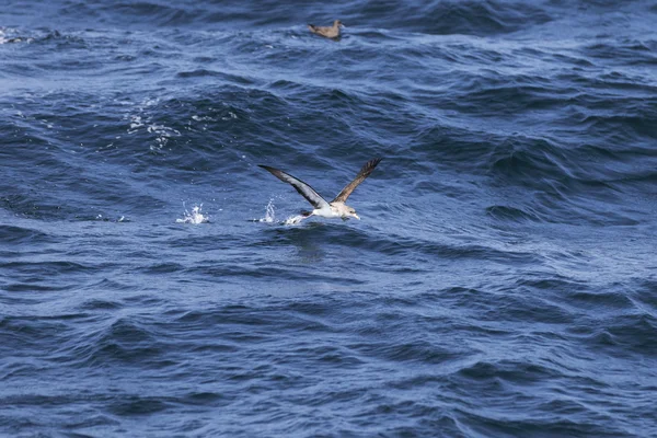 Ave volando sobre el océano — Foto de Stock