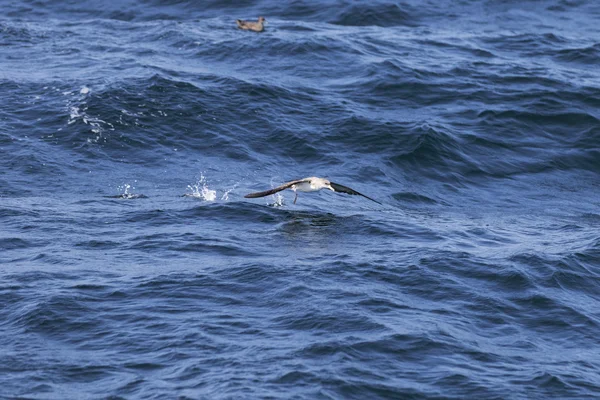 Aves marinas volando sobre el océano — Foto de Stock
