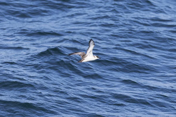 Ave volando sobre el océano — Foto de Stock