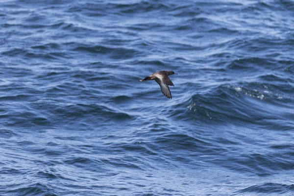 Uccello che vola sopra l'oceano — Foto Stock