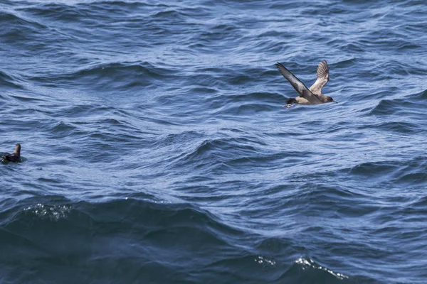 Uccello che vola sopra l'oceano — Foto Stock