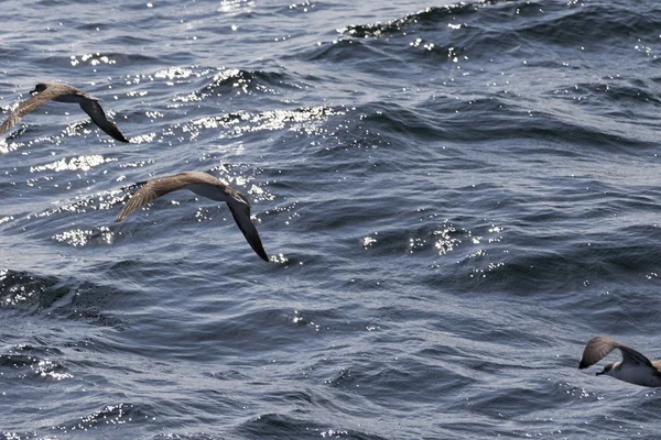 Oiseaux de mer survolant l'océan — Photo