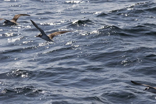 Uccelli marini che sorvolano l'oceano — Foto Stock