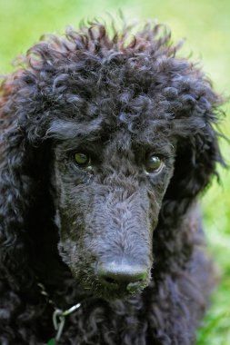 kaniş köpek yeşil çim üzerinde.