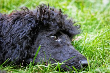 kaniş köpek yeşil çim üzerinde.