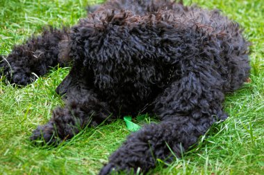 kaniş köpek yeşil çim üzerinde.