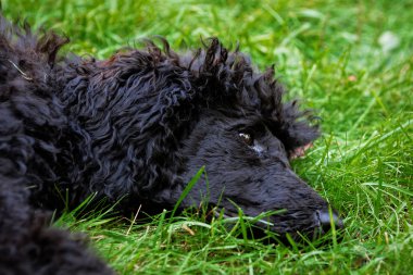 kaniş köpek yeşil çim üzerinde.