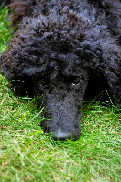 Poodle puppy on a green  lawn. — Stock Photo, Image