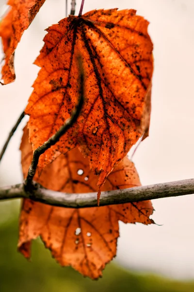 가 잎 색깔 — 스톡 사진