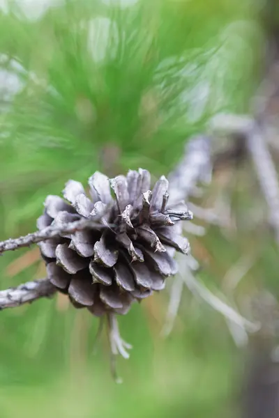 Pijnappel in een forest — Stockfoto