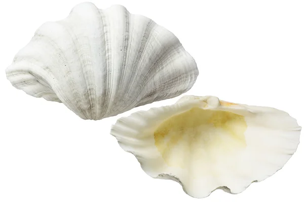 White Sea Shells — Stock Photo, Image