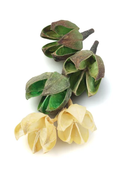 Dried Flower Seed Pods — Stock Photo, Image