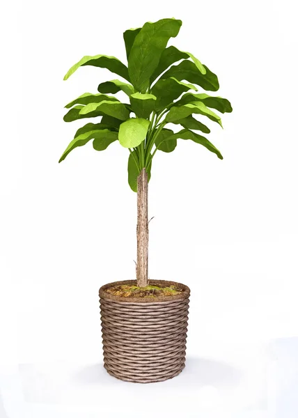 Palm Tree, Houseplant in a Woven Flower Pot — Stock Photo, Image