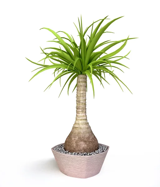 Palm Tree, Houseplant — Stock Photo, Image