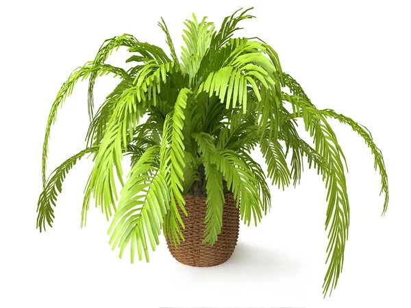 Palm Tree in a Woven Flower Pot — Stock Photo, Image