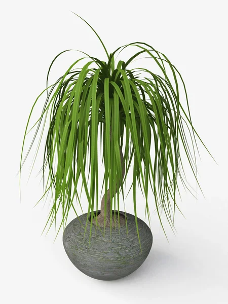Palm Tree in a Ceramic Flower Pot — Stock Photo, Image