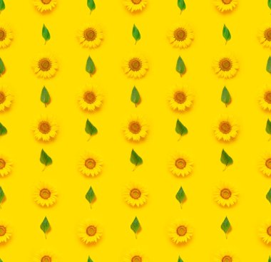 Çiçeksiz desen. Sarı arka planda yeşil yaprakları olan güzel, taze bir ayçiçeği. Düz yerde, üst tarafta. Sonbahar ya da yaz kavramı, hasat zamanı, tarım. Ayçiçeği doğal arka plan.