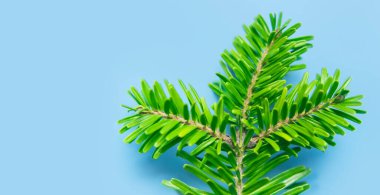 Mavi arka plan makro fotoğrafında taze yeşil ladin dalları. Firavun ağacı, Noel ya da yeni yıl süsü. Doğal ladin, iğneli dallar. Kış, tatil kartı, ladin iğneleri yakın..