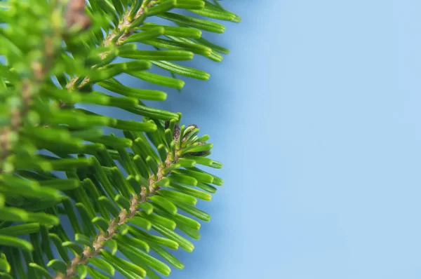 Fresh Green Spruce Branches Blue Background Macro Photo Fir Tree — Stock Photo, Image