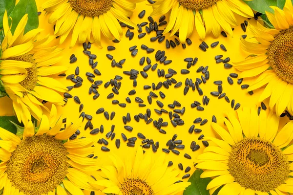 Beautiful Fresh Yellow Sunflower Seeds Yellow Background Flat Lay Top — Stock Photo, Image