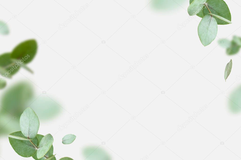 Flying fresh green branches of eucalyptus on light gray background. Flat lay, top view, mock up. Nature eucalyptus leaves background. Eucalyptus branches pattern. Floral frame, layout for design.