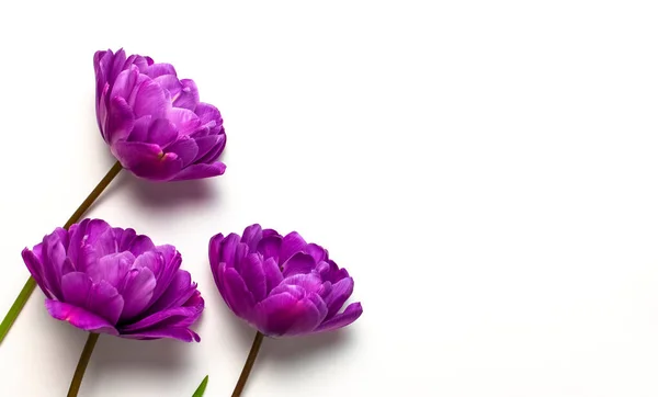 Flores Primavera Tulipanes Color Púrpura Lila Sobre Fondo Blanco Bonita — Foto de Stock