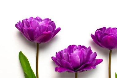 Bahar çiçekleri. Sarı turuncu, beyaz arka planda leylak rengi şakayık laleler. 8 Mart Uluslararası Kadınlar Günü, Anneler Günü, bayram, doğum günü, düğün için güzel bir tebrik kartı. Düz görünüm kopyalama alanı.