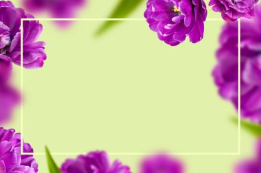 Mor laleli yaratıcı çiçek kompozisyonu. Uçan lale çiçekleri, taç yaprakları, açık yeşil arka plan fotokopi alanı çerçevesi. Bahar çiçeği konsepti doğa düzeni, tebrik kartı. 8 Mart, Sevgililer Günü.