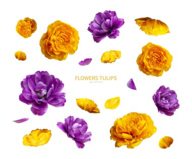Beyaz arka planda izole edilmiş mor sarı lale tomurcukları ve taç yaprakları. Laleli yaratıcı çiçek kompozisyonu. Bahar çiçeği konsepti, doğa düzeni, tasarımın için güzel çiçekler..