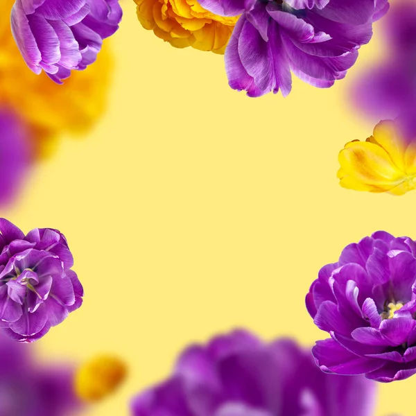 Creative floral composition with purple yellow tulips. Flying flowers and petals on yellow background copy space. Spring blossom concept, nature layout, greeting card for 8 March, Valentine\'s day.