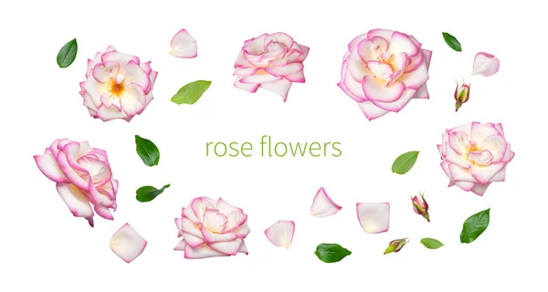Białe róże z różową krawędzią izolowane na białym tle. Delikatne piękne kwiaty ogrodowe róże, płatki i zielone liście. Kolekcja otwartych pąków różowych róż. Koncepcja wiosennego kwiatu, układ przyrody — Zdjęcie stockowe