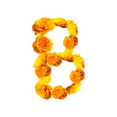 Sarı lalelerden yapılmış İngiliz alfabesinin B harfi. Beyaz arka planda izole edilmiş çiçeklerin alfabesi, sarı taze laleler. Doğal malzemelerden mektuplar, ilkbahar, çiçek, çiçek kompozisyonu, düzen.