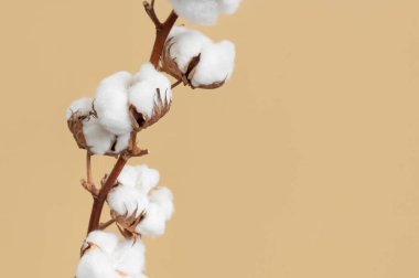 Beyaz pofuduk pamuklu çiçeklerle bej arka planda düz bir dal. Narin, hafif, pamuklu bir arka plan. Doğal organik lif, tarım, pamuk tohumu, kumaş yapmak için hammadde.