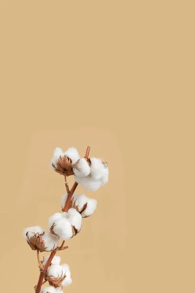 Branch with white fluffy cotton flowers on beige background flat lay. Delicate light beauty cotton background. Natural organic fiber, agriculture, cotton seeds, raw materials for making fabric.