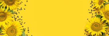 Sarı arka planda güzel sarı ayçiçeği ve tohumlar düz açılı fotokopi alanında yatıyordu. Ayçiçeği doğal arka plan. Çiçek kartı. Hasat zamanı, tarım, tarım. Sağlıklı yağlar, yiyecek. Pankart.