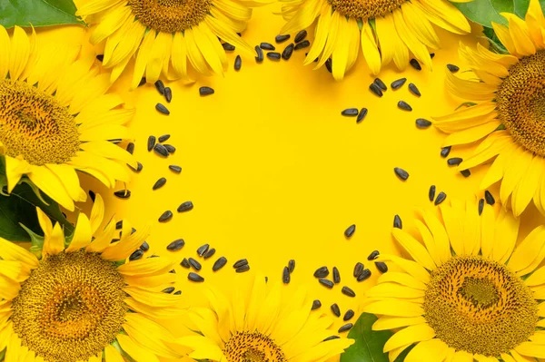 Beautiful Fresh Yellow Sunflower Seeds Yellow Background Flat Lay Top — Stock Photo, Image