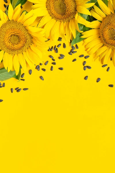Прекрасний Свіжий Жовтий Соняшник Насіння Жовтому Тлі Плоский Простір Копіювання — стокове фото