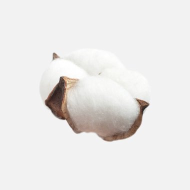 Açık gri arka planda izole edilmiş farklı pamuk çiçekleri yatıyordu. Narin beyaz pamuklu pamuk. Pamuk koleksiyonu, kuru tomurcuk. Tasarım, düzen ve şablon için çiçekleri kes.