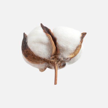 Açık gri arka planda izole edilmiş farklı pamuk çiçekleri yatıyordu. Narin beyaz pamuklu pamuk. Pamuk koleksiyonu, kuru tomurcuk. Tasarım, düzen ve şablon için çiçekleri kes.