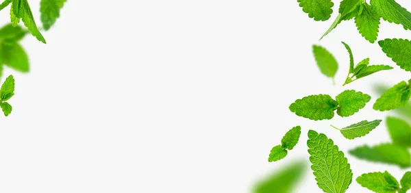 新鮮な空飛ぶ緑のミントの葉 レモンバーム メリッサ ペパーミントライトグレーの背景フラットレイに隔離された ミントの葉の質感 パターン スペアミントハーブ お茶の成分 生態系有機自然レイアウト — ストック写真