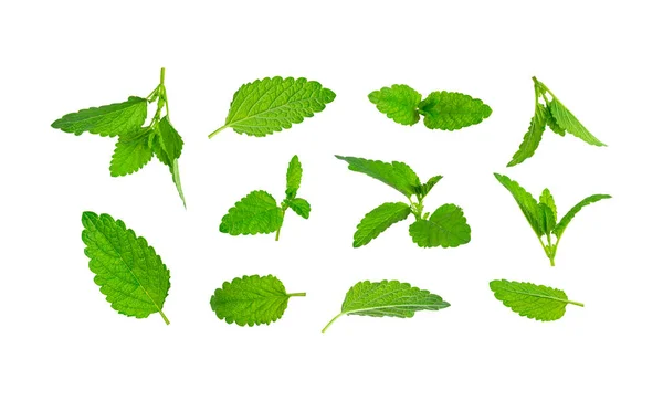 ミント レモンバーム メリッサ ペパーミントの新鮮な緑の葉のコレクションは 白い背景に隔離されています ミントの葉の質感 パターン スペアミントハーブ お茶の成分 設計のための生態自然レイアウト — ストック写真