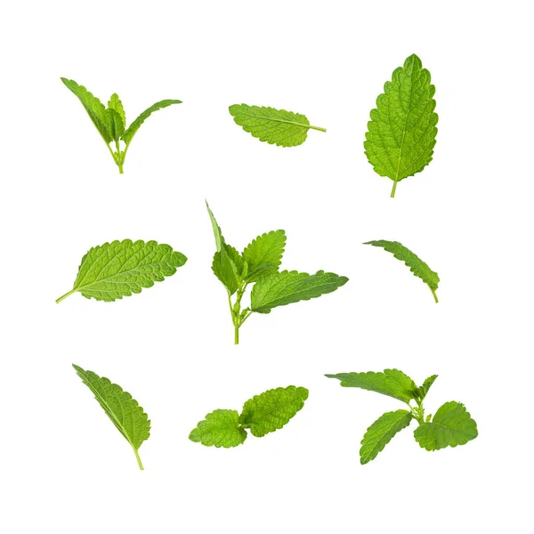 ミント レモンバーム メリッサ ペパーミントの新鮮な緑の葉のコレクションは 白い背景に隔離されています ミントの葉の質感 パターン スペアミントハーブ お茶の成分 設計のための生態自然レイアウト — ストック写真