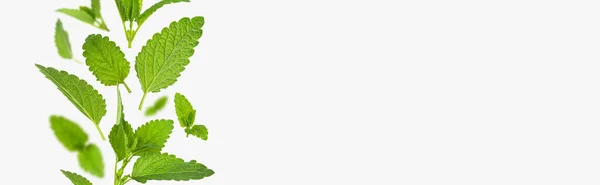 Летят Листья Зеленой Мяты Лемонный Бальзам Мелисса Мята Перечная Изолированные — стоковое фото