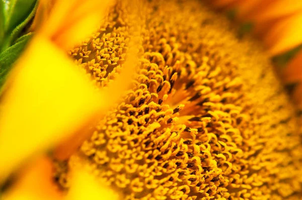 Schöne Frische Gelbe Sonnenblumen Makro Shooting Sonnenblumen Blühen Aus Nächster — Stockfoto