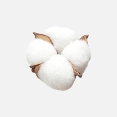 Açık gri arka planda izole edilmiş farklı pamuk çiçekleri yatıyordu. Narin beyaz pamuklu pamuk. Pamuk koleksiyonu, kuru tomurcuk. Tasarım, düzen ve şablon için çiçekleri kes.